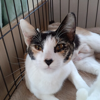 ����͌��I�����ǐl��ꔲ�Q�����w���݁x