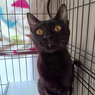 �Ƃ��Ă����Ă��ĉ��₩�ȁw���x