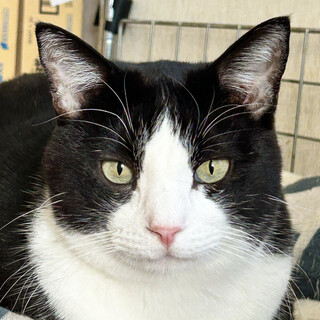 おとなしいイケメン☆ルイくん・6歳