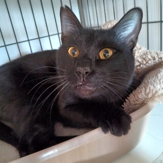 �傫������ǉ��₩�ŗD�����w���ށx