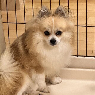 元気いっぱいポメチワのクッキーくん