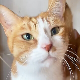 おとなしい甘えんぼ男子☆レオス・6歳