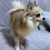 元気いっぱいポメチワのクッキーくん サムネイル3