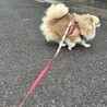 元気いっぱいポメチワのクッキーくん サムネイル4