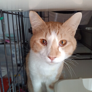 �������܂����艸�₩�ŗD�����w�Ăx