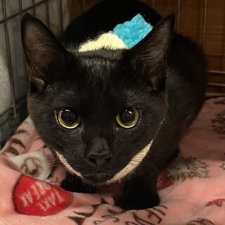 人懐っこい黒猫のクロ君