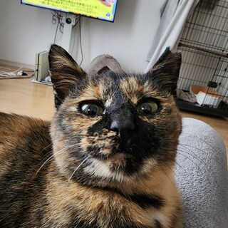 8ヶ月のサビ猫ちゃん♀