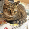 美人で甘えんぼなキジトラ女子＊ティア・6歳 サムネイル2