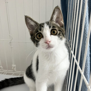 【2/23譲渡会参加】陽キャのモカちゃん