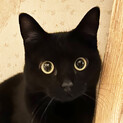 【シャーシャーちゃん】黒猫女子＊プンちゃん・2歳