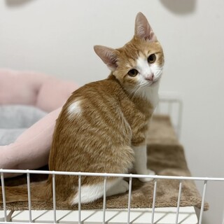 【2/23譲渡会参加】陽キャのラテちゃん