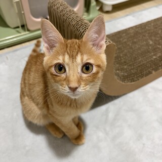 【2/23譲渡会参加】陽キャのモカちゃん