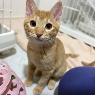 【2/23譲渡会参加】陽キャのココちゃん