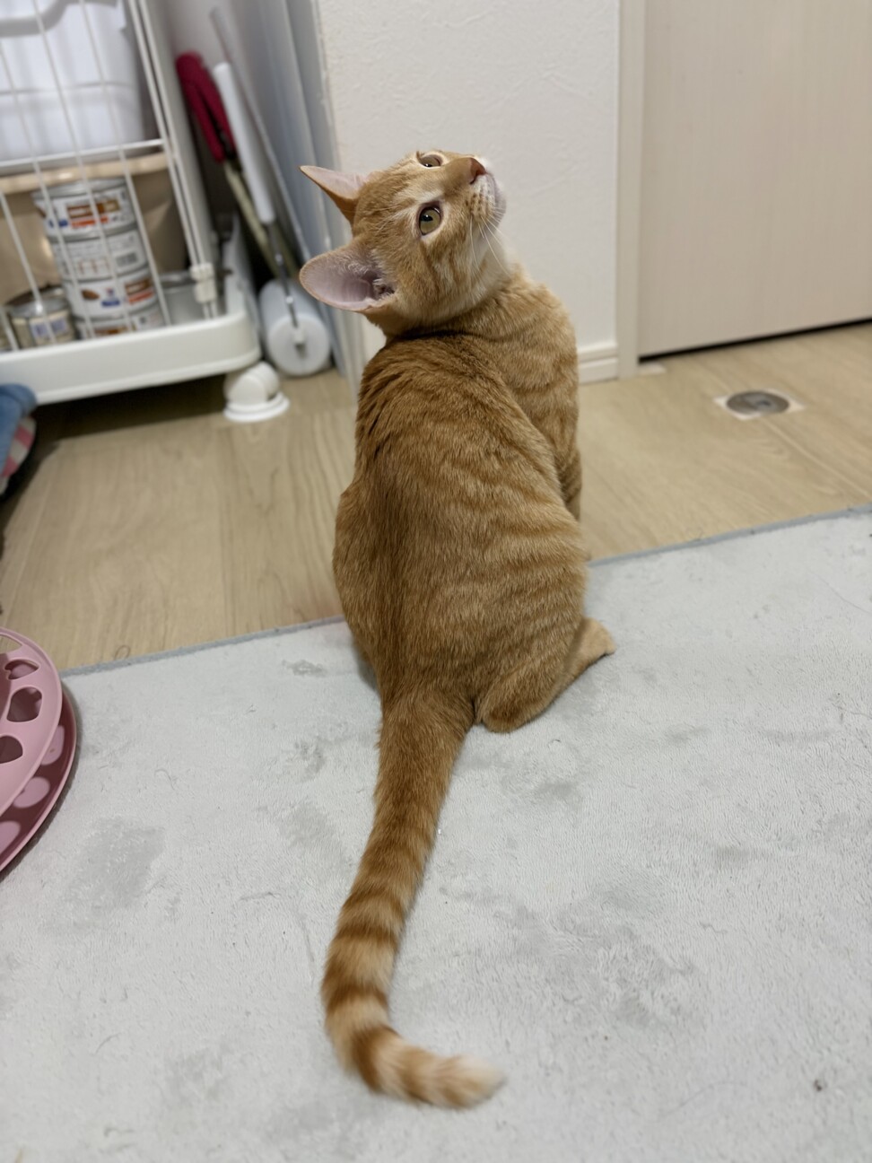 【2/23譲渡会参加】陽キャのココちゃん サムネイル2