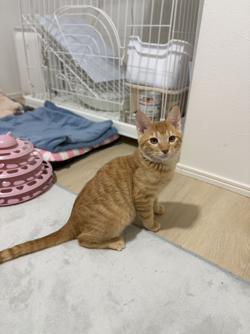 【2/23譲渡会参加】陽キャのココちゃん サムネイル3