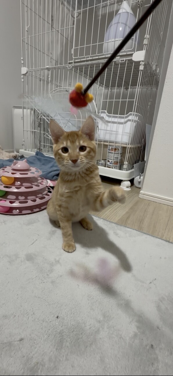 【2/23譲渡会参加】陽キャのココちゃん サムネイル4