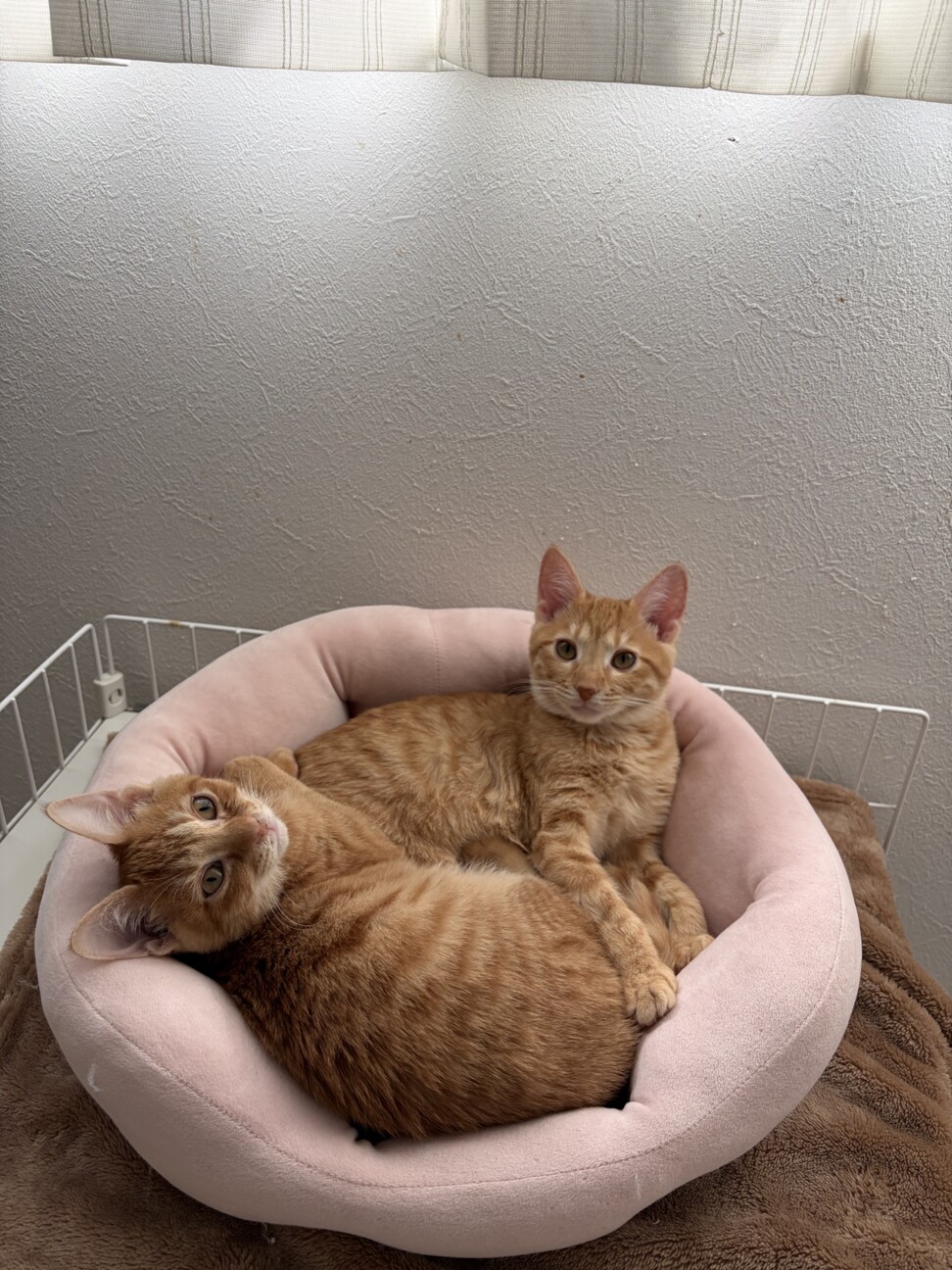 【2/23譲渡会参加】陽キャのココちゃん サムネイル5