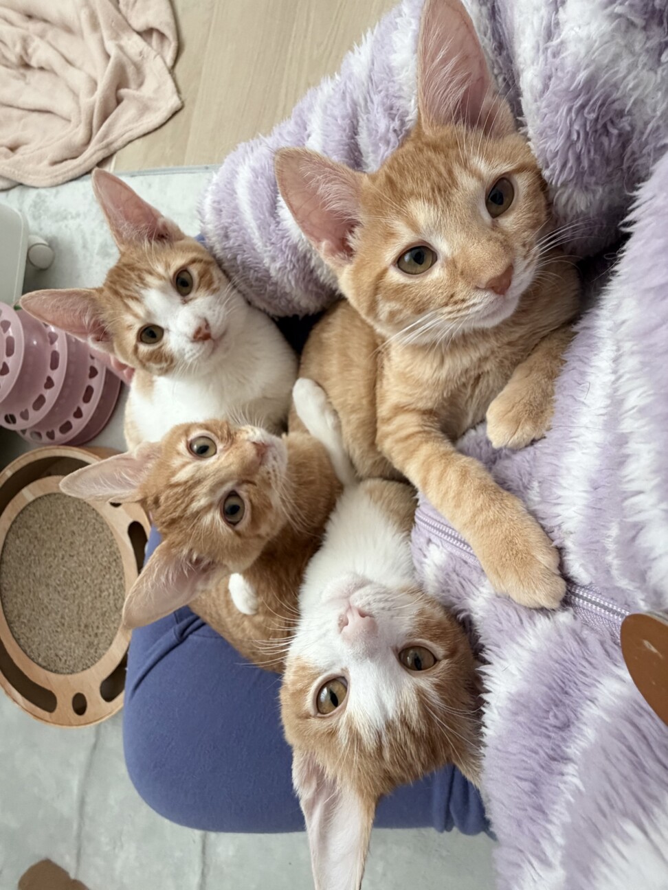 【2/23譲渡会参加】陽キャのココちゃん サムネイル6