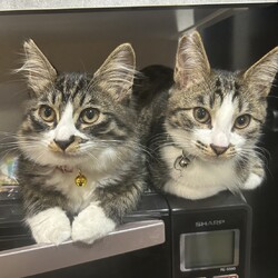 猫の里親会IN世田谷区 下高井戸駅 サムネイル3