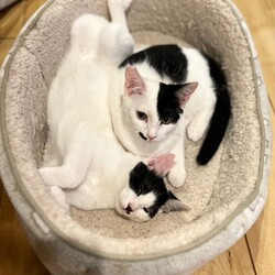 猫の里親会IN世田谷区 下高井戸駅 サムネイル2