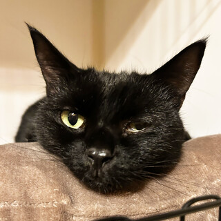 鍵しっぽの黒猫女子＊甘えん坊スーちゃん・6歳