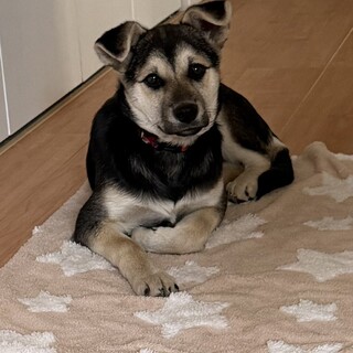 好奇心旺盛マイペースなルナちゃん