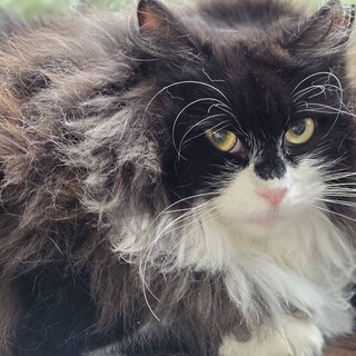 白黒長毛小柄女子