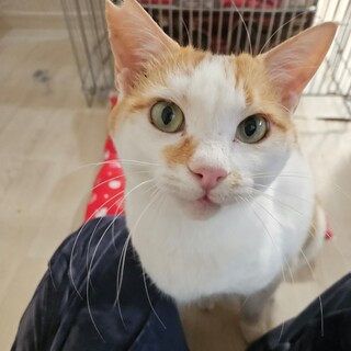 人が大好き甘々な 茶白♂『あらし』くん❤️