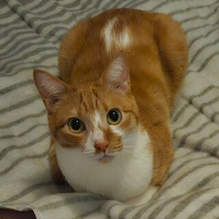 運動神経抜群な『まーちゃん』(まよ) 茶白♂