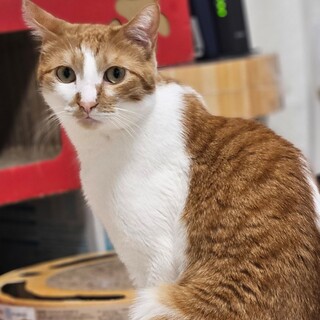 テレビっ子の『つーちゃん』(つな) 茶白♂