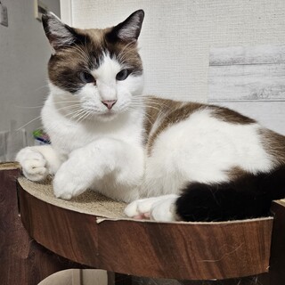 寄り目のシャムミックス 『がんちゃん』がんも♂