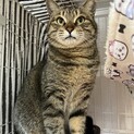 キジ猫サクラ緊急で募集中！