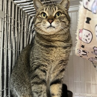 キジ猫サクラ緊急で募集中！