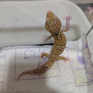 レオパ（オス）