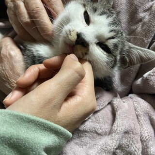 推定3ヶ月、サバ白の人懐っこい女の子