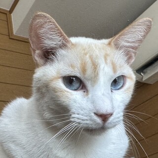 ブルーアイの薄茶系シャムミックス♪笹かま猫チャド
