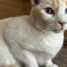 ブルーアイの薄茶系シャムミックス♪笹かま猫チャド サムネイル2