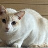 ブルーアイの薄茶系シャムミックス♪笹かま猫チャド サムネイル3