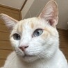 ブルーアイの薄茶系シャムミックス♪笹かま猫チャド サムネイル4