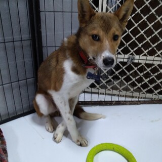 29日の譲渡会に参加します。がんもくん