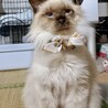 甘えん坊長毛シャムMIX　パンくん サムネイル2