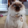 甘えん坊長毛シャムMIX　パンくん サムネイル3