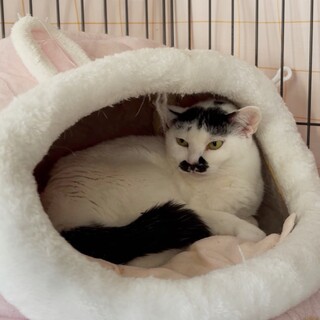 おしとやかなシャルロットちゃん