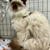 甘えん坊長毛シャムMIX　パンくん サムネイル4