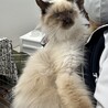 甘えん坊長毛シャムMIX　パンくん サムネイル5