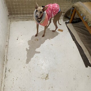 大人しいイタグレ男の子