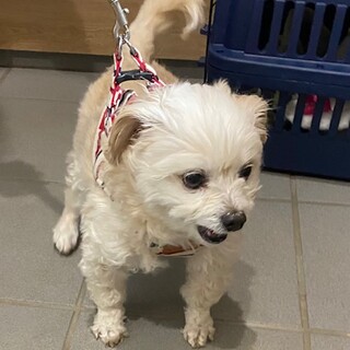 チワプー男の子