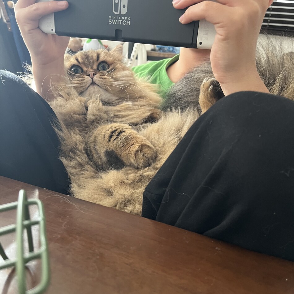 ペルのカバー写真