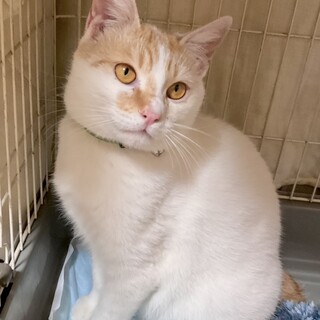 家族が決まりました☺︎【茶白】生後8ヶ月 男の子