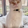 家族が決まりました☺︎【茶白】生後8ヶ月 男の子 サムネイル2